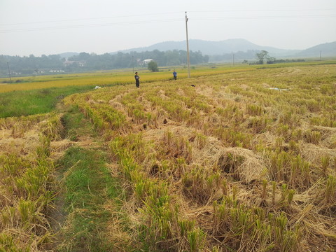 農(nóng)田稻田