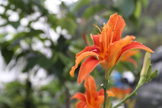 黃花菜