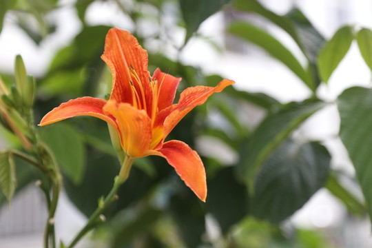 黃花菜