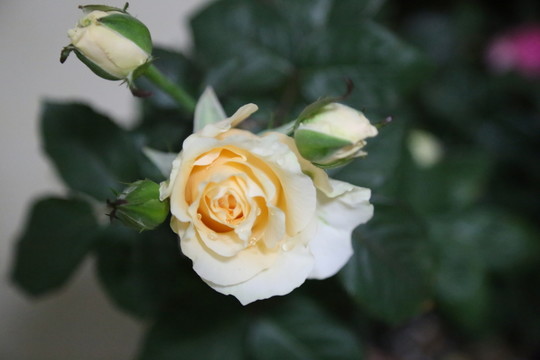 玫瑰花