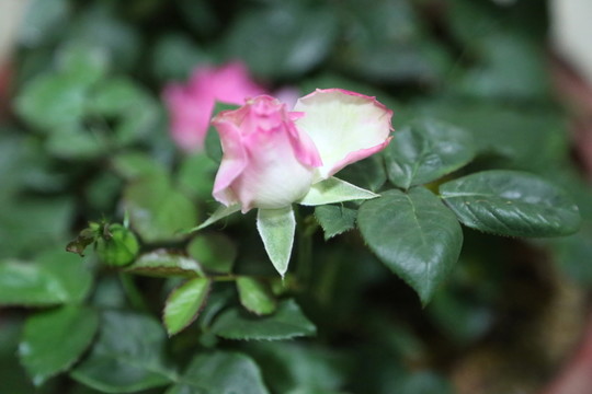 玫瑰花