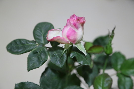 玫瑰花