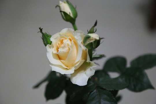 玫瑰花