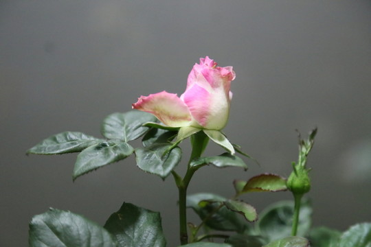 玫瑰花