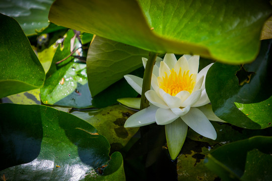 蓮花
