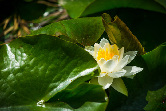 蓮花
