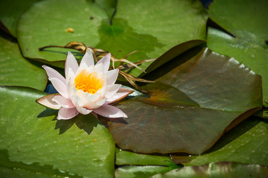 蓮花