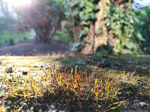 沐浴陽(yáng)光的苔蘚