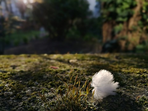 長滿苔蘚的圍墻