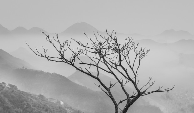 遠(yuǎn)山 樹