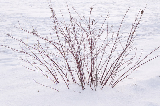 積雪