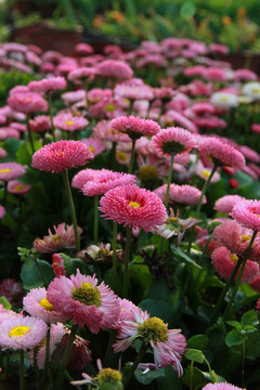 雛菊