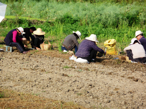 農(nóng)業(yè)勞動
