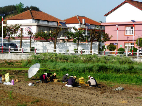 農(nóng)業(yè)勞動