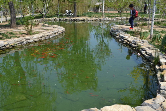 池塘 魚(yú)塘