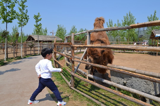 駱駝 動物園駱駝
