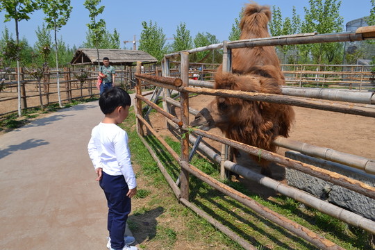 駱駝 動(dòng)物園駱駝