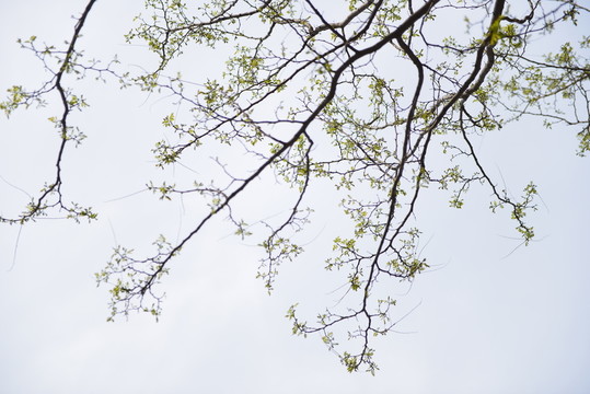 枯枝新綠又一春的洋槐樹枝