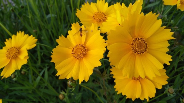 花