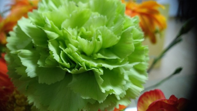 綠色花