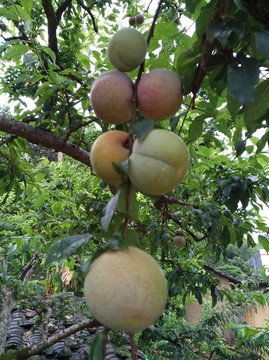 三華李