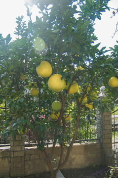 柚子樹(shù)