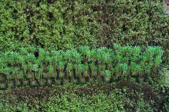 植物墻
