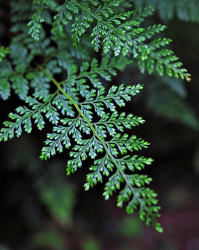 草本植物