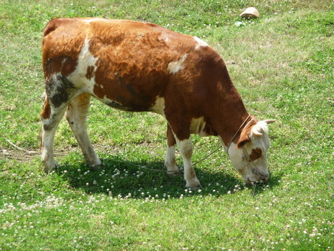 肉牛