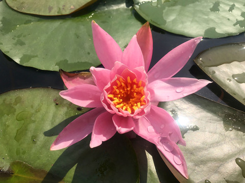 粉睡蓮