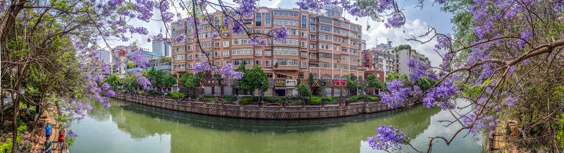 藍(lán)花楹