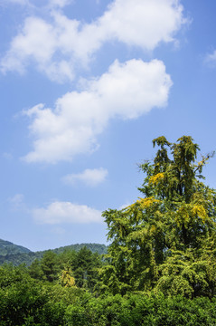 山景風(fēng)光