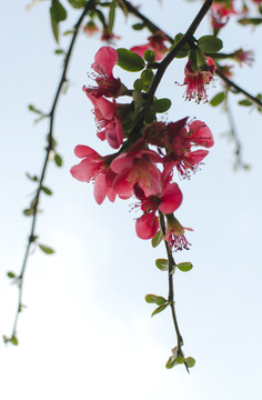 垂絲海棠花
