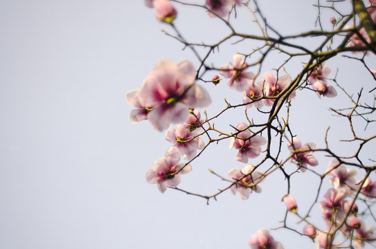 玉蘭花