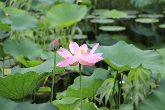 荷花