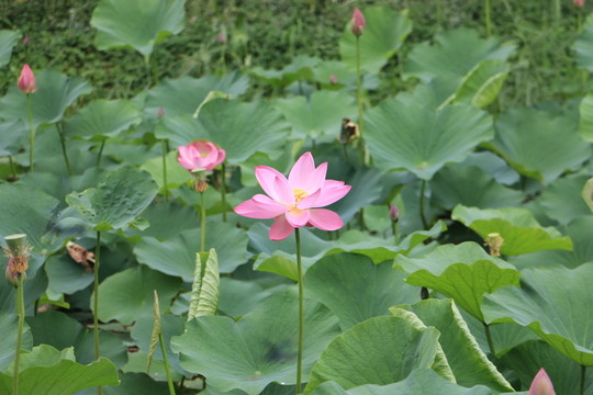 荷花