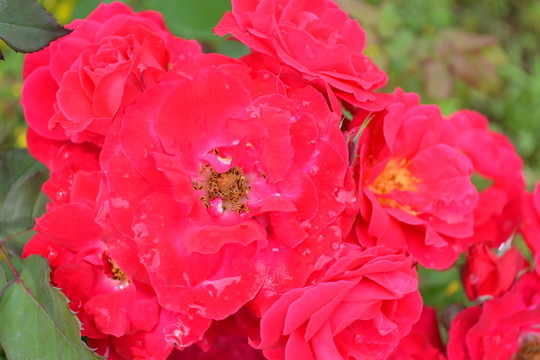 月季花 玫瑰花 露珠