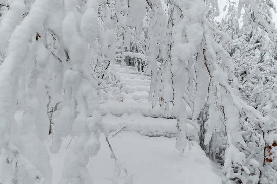 五月雪