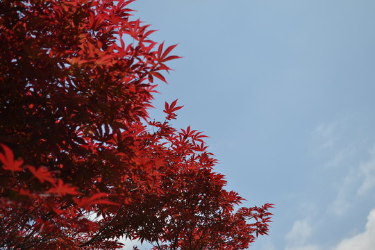 紅葉 紅楓 紅楓葉 紅楓樹