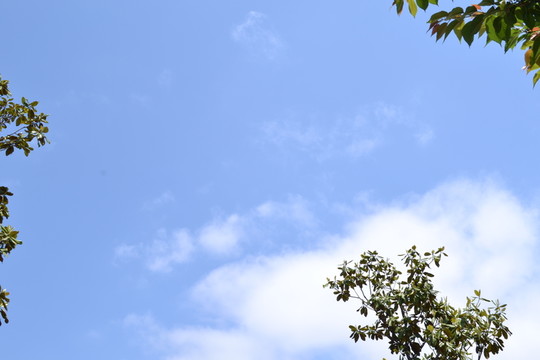 綠葉背景 邊框