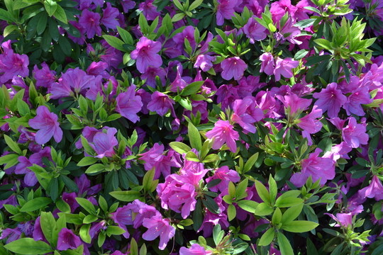 喇叭花 鮮花背景 鮮花墻