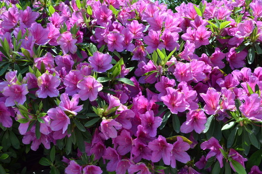 喇叭花 鮮花背景 鮮花墻