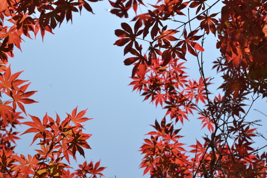紅葉 紅楓 紅楓葉 紅楓樹
