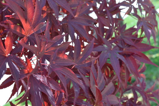 紅葉 紅楓 紅楓葉 紅楓樹