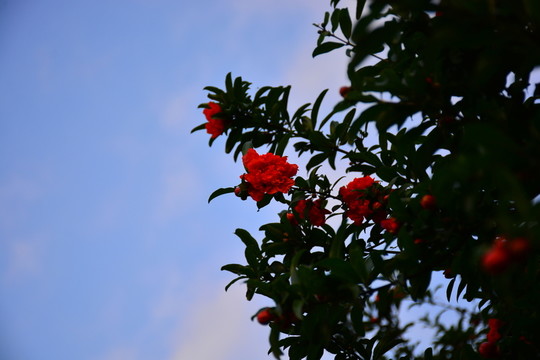 石榴花