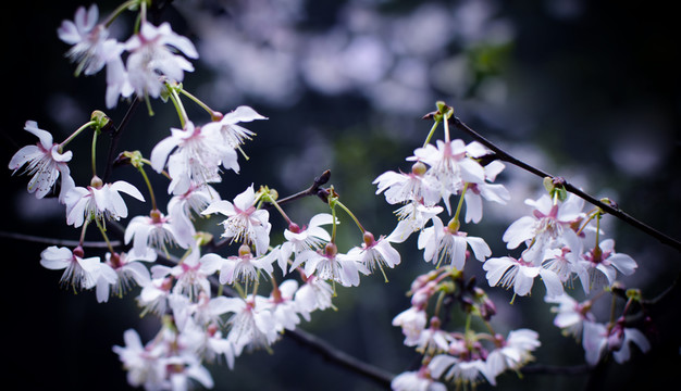 櫻花
