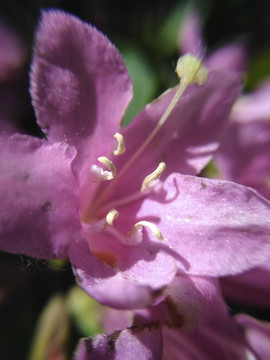 花蕊