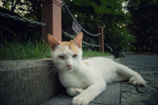 貓咪