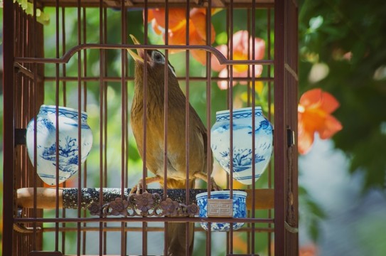 畫眉鳥