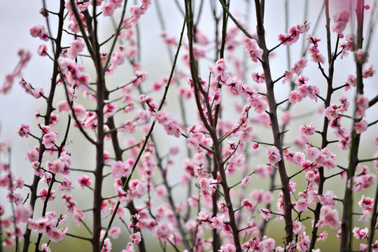 梅花風(fēng)景